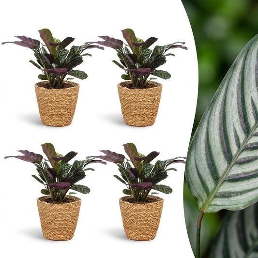 Green boutiQ - Ctenanthe Burle Marxii - Fishbone Prayer Plant - 4 Plants - with Basket - Pot 12cm - Height 30cm
