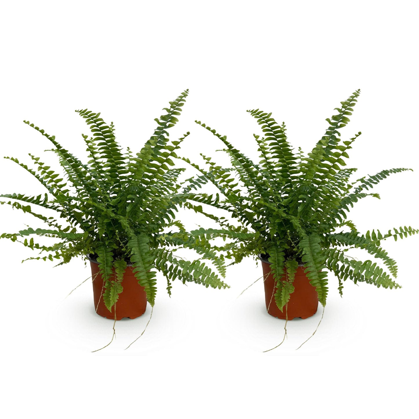 Green boutiQ - Houseplant - Nephrolepsis exaltata Green Lady - Fern - Pet-friendly - Green - 2 Plants - 12cm Pot - Height 28-30cm
