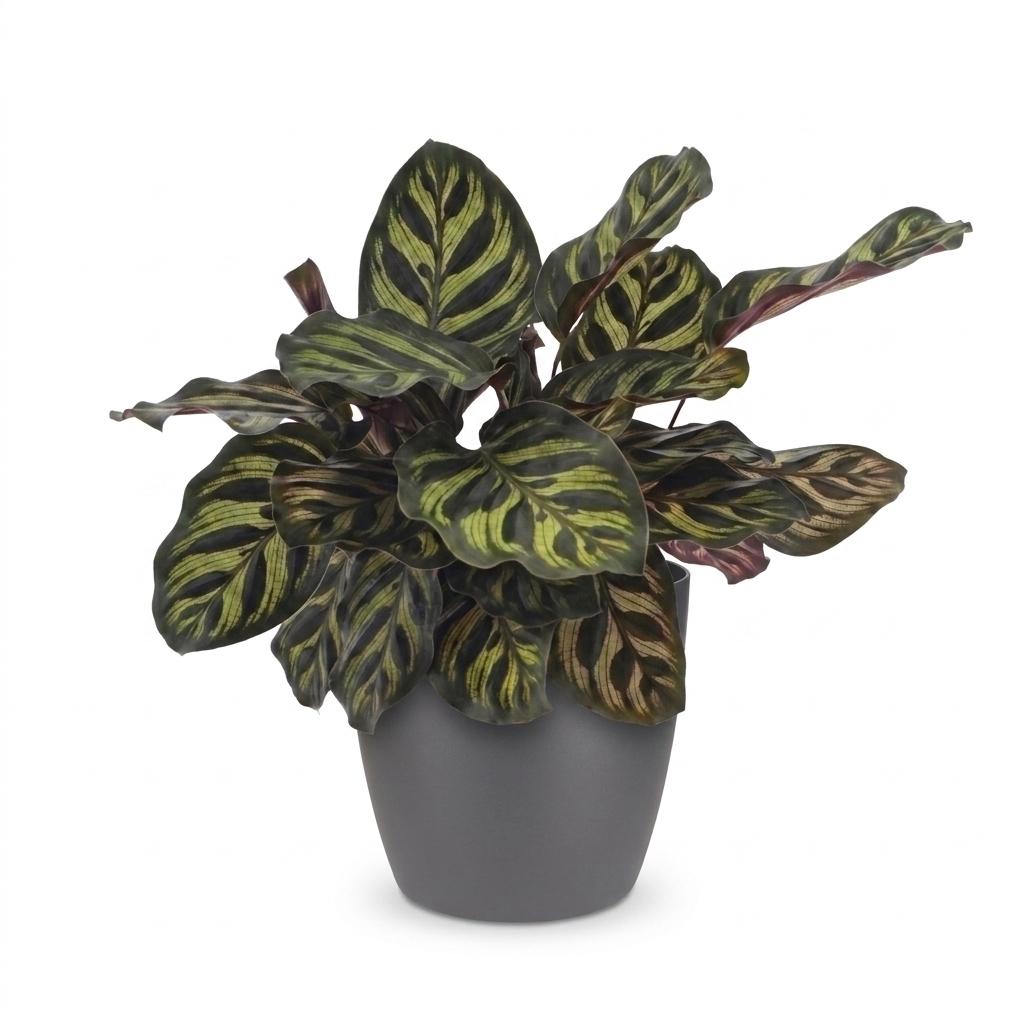 Calathea Makoyana - Pauwenplant - 1 Plant - met Potter Grijs - Pot 12cm - Hoogte - 25cm