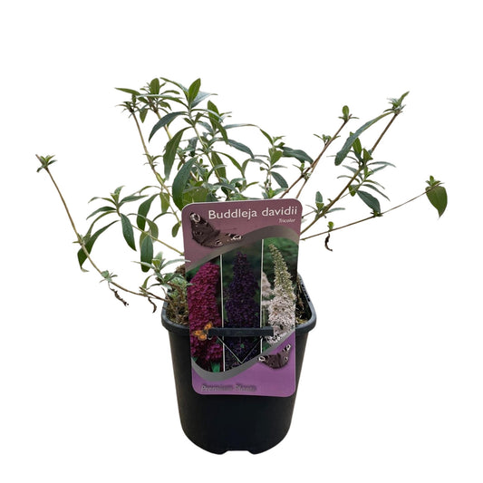 Green boutiQ - Buddleja davidii Tricolour - Fiore rosa, bianco e viola - 3 piante - 1 m² - Decidua - Attrae le farfalle - Vaso 17 cm Altezza 30 cm