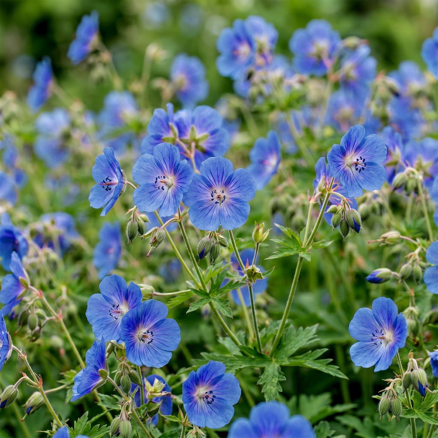Vasteplant - Geranium Johnson's Blue - Ooievaarsbek - Bodembedekkend - Blauw - 1 Plant - Pot 11cm - Hoogte 15-25cm