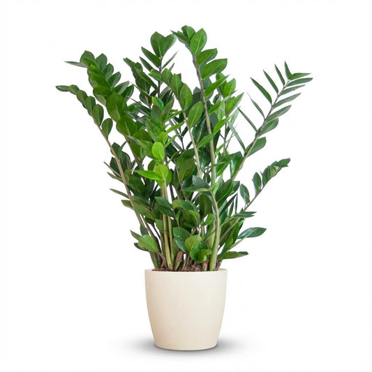 Zamioculcas Zamiifolia with Potter white  - 80cm- Ø21