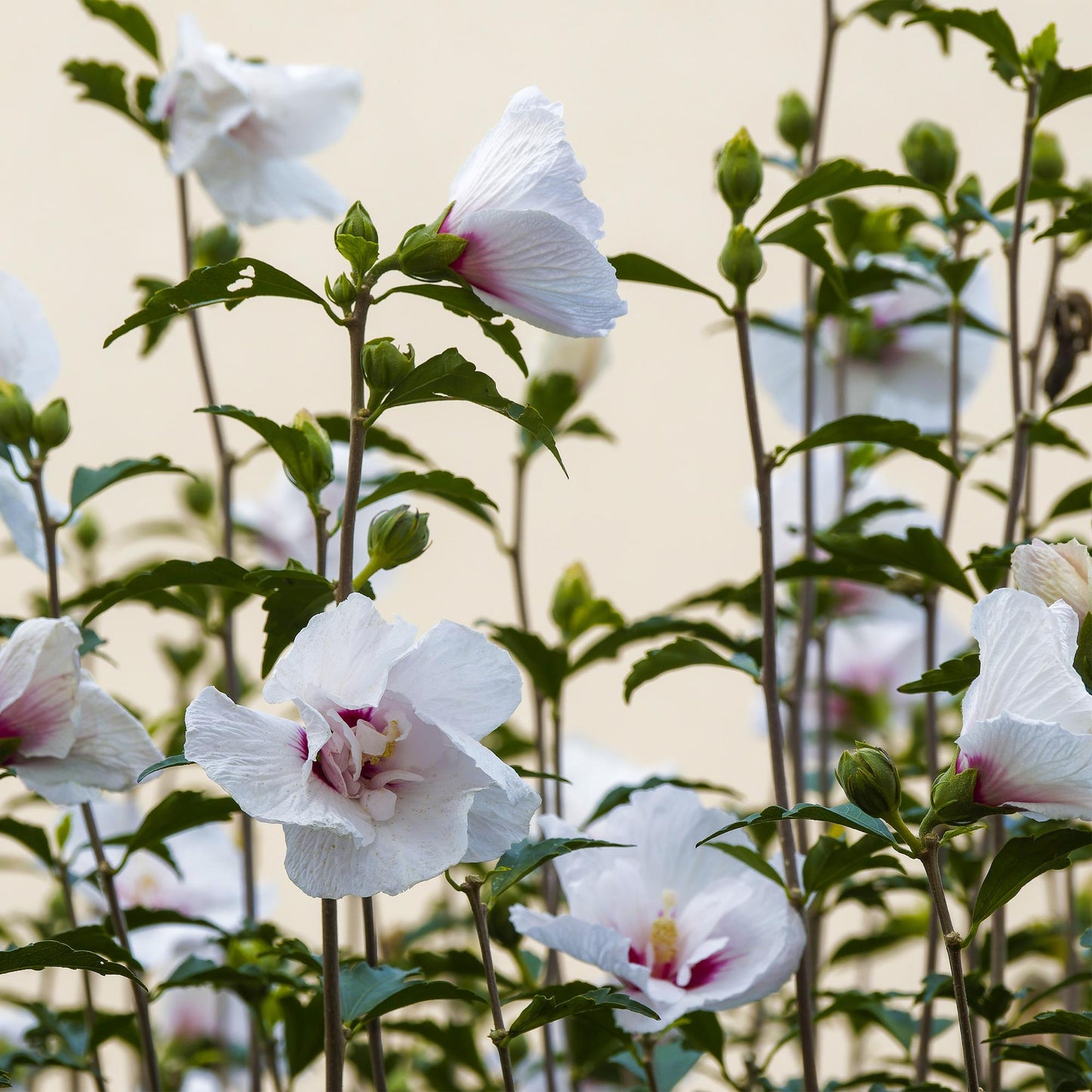 GreenboutiQ - Plante sur Tige - Hibiscus syriacus Starburst Chiffon® - Plante de Terrasse - Feuilles Caduques - Résistant à l'Hiver - Fleur Blanc-Rose - Pot 19cm Hauteur 90cm