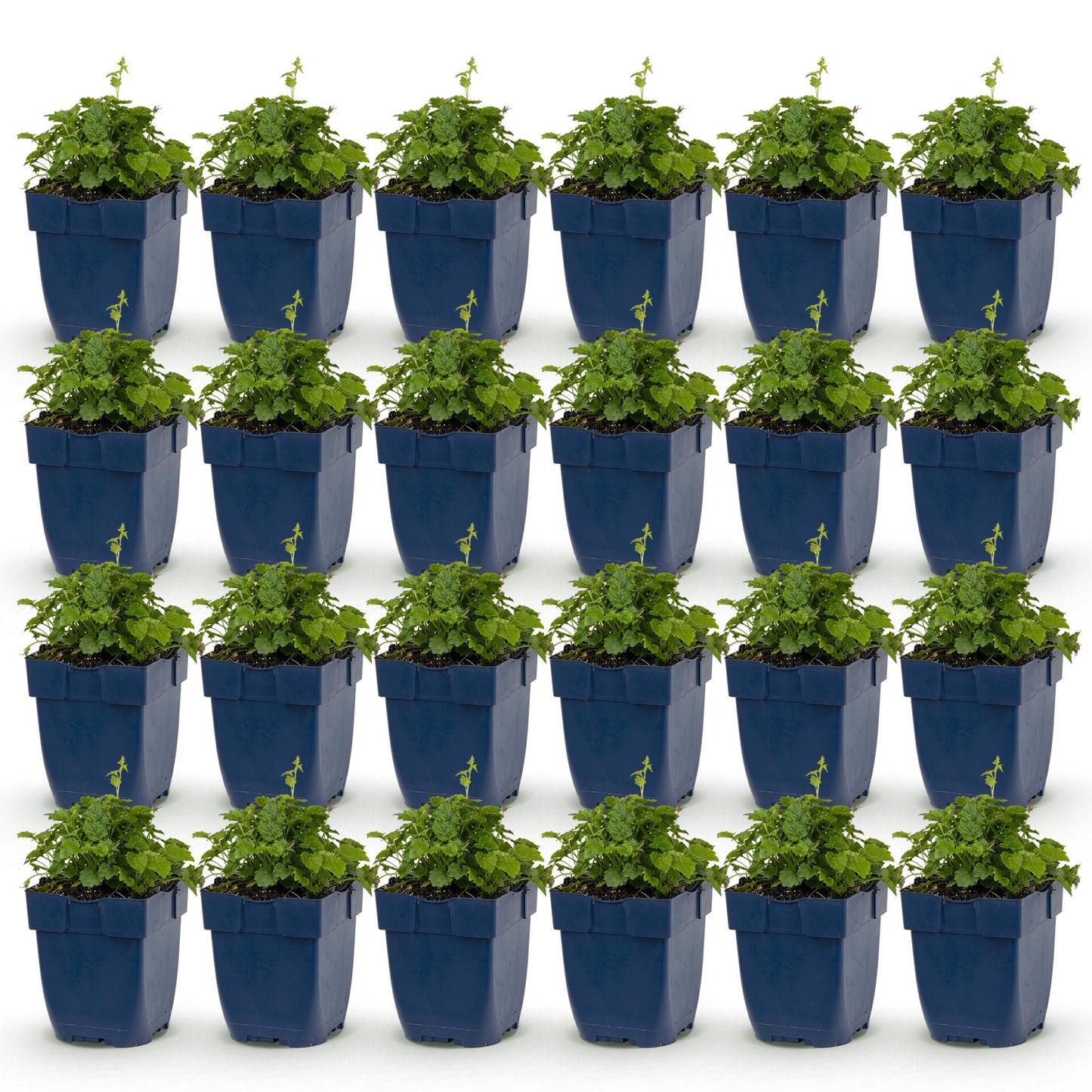 Green boutiQ - Plante vivace - Campanula posch. Lisduggan Variety - Gant de cour - Couvrant de sol - Blanc - 24 Plantes - Pot 11cm - Hauteur 15-25cm