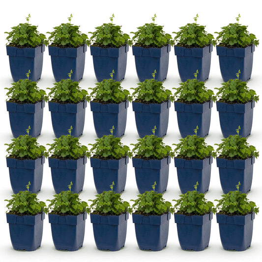 Green boutiQ - Plante vivace - Campanula posch. Lisduggan Variety - Gant de cour - Couvrant de sol - Blanc - 24 Plantes - Pot 11cm - Hauteur 15-25cm
