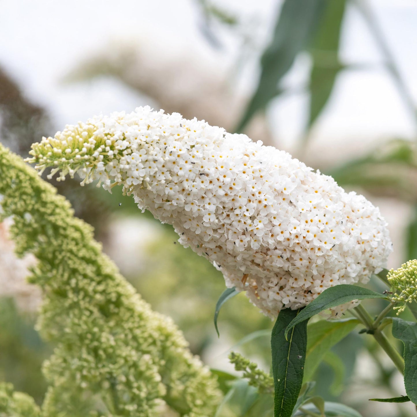 Green boutiQ - Buddleja davidii - White Profusion - Fiore Bianco - 1 Pianta - Decidua - Attrae le farfalle - Vaso 17 cm Altezza 25 cm