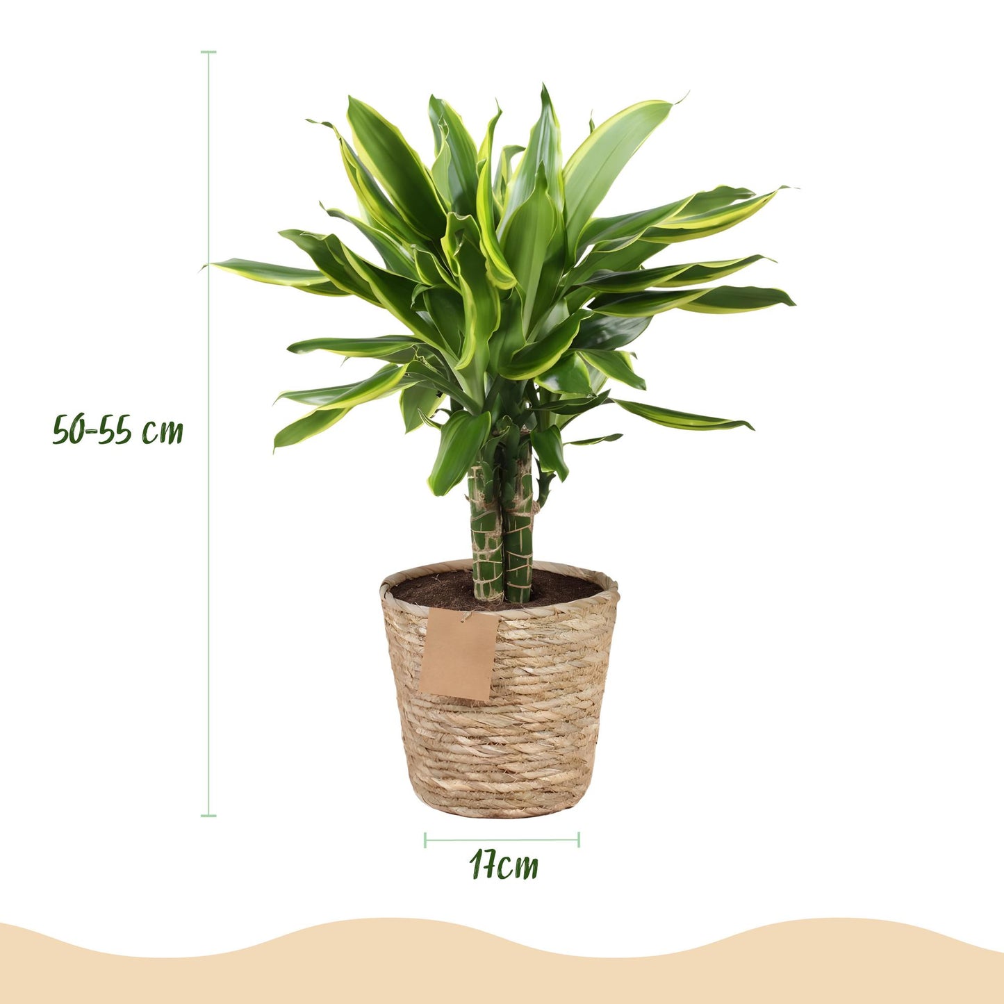 Green BoutiQ - Green is... Houseplants - Dracaena fragrans Golden Coast - Dragon Blood Tree - Low maintenance - with basket - Green - 2 Plants - Pot 17cm - Height 50-55cm