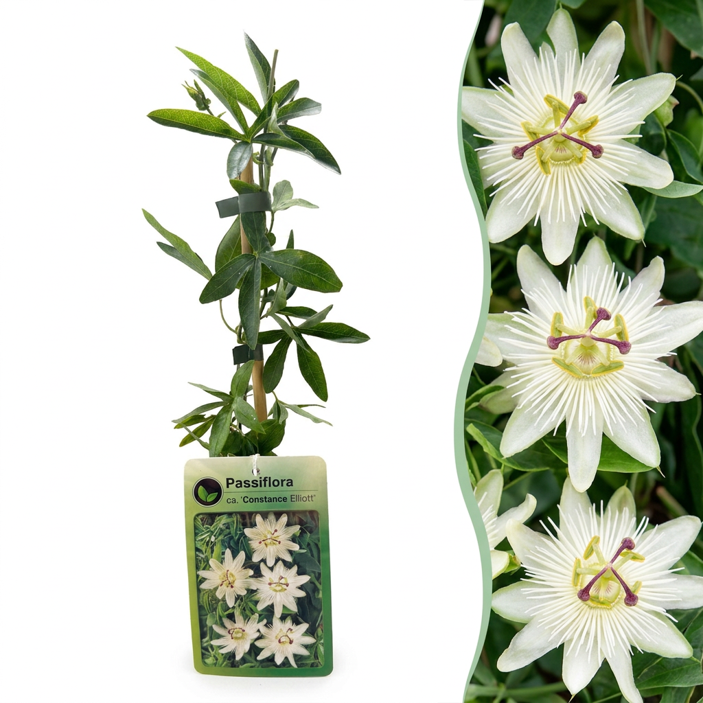 Passiflora ca. 'Constance Elliott' - Passion flower 'Constance Elliott' - White - Climbing plant - Ø9cm - ↕35cm