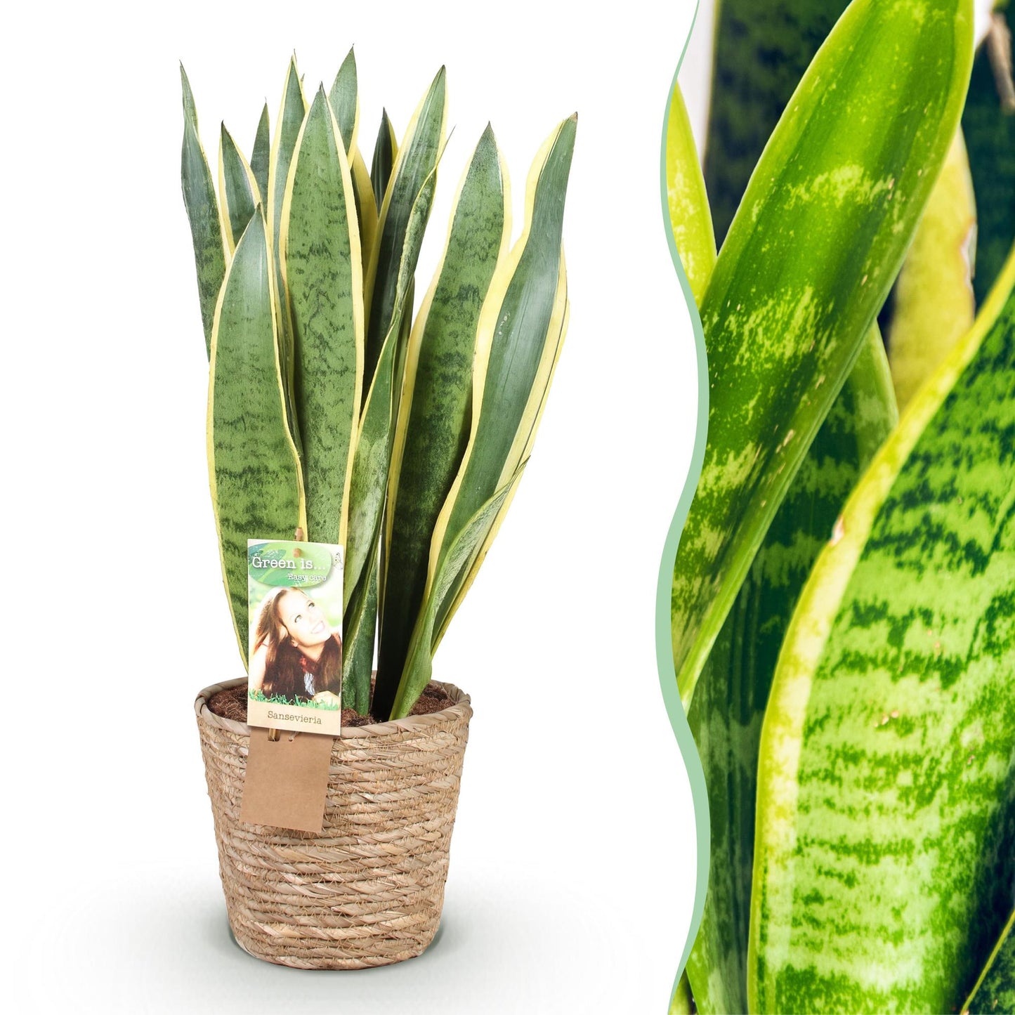 Green boutiQ - Houseplants - Sansevieria Laurentii - Snake Plant - Low maintenance - with basket - Green - yellow - 1 Plant - Pot 21cm - Height 70-80cm