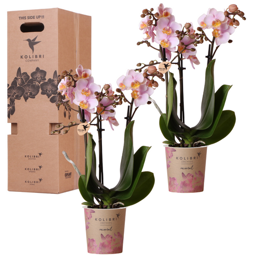 Kolibri Orchids - Mix di scatole a sorpresa - scatola vantaggiosa monocolore - scatola a sorpresa con 2 orchidee Ø9cm - fresche dal coltivatore