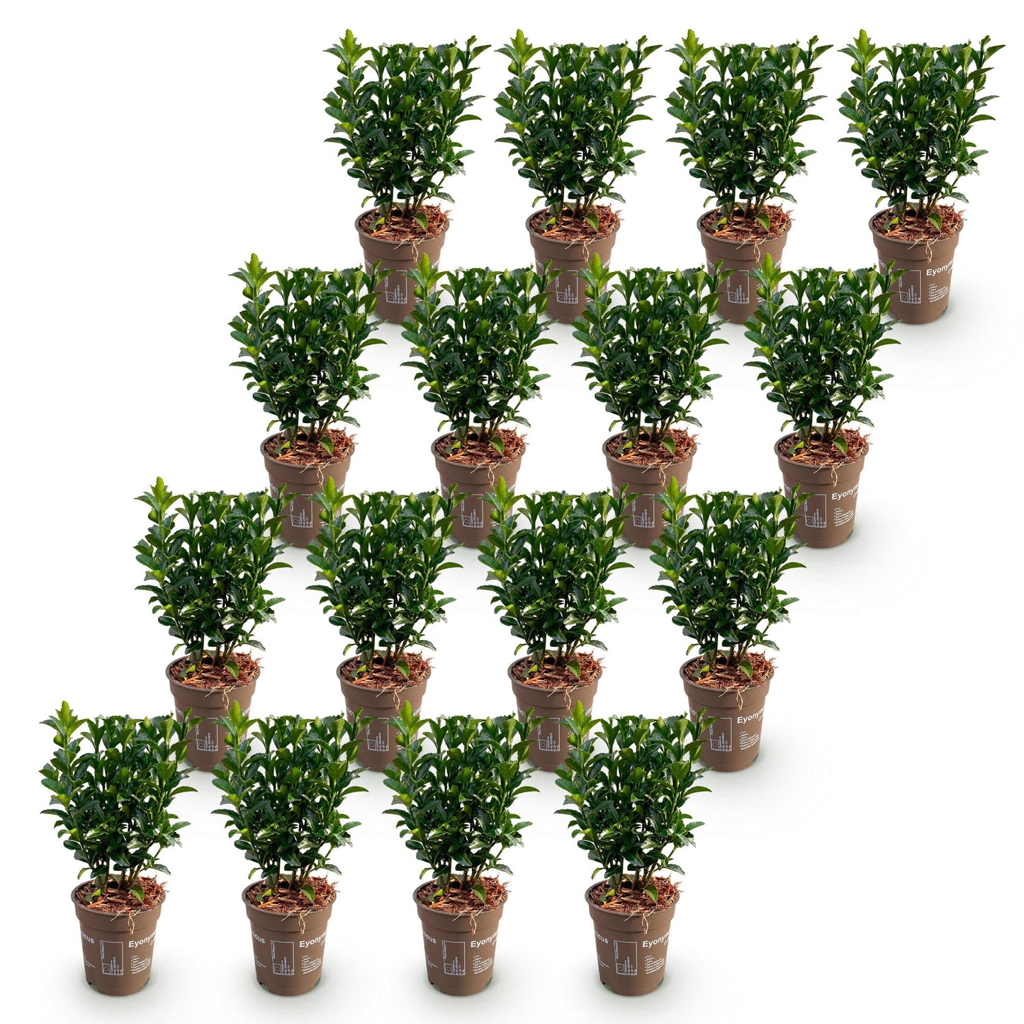 Green boutiQ - 16x Euonymus japonicus Green Spire - Fusaggine - Piante da siepe - Sempreverdi - Verdi - Vaso 9cm - Altezza 20-25cm