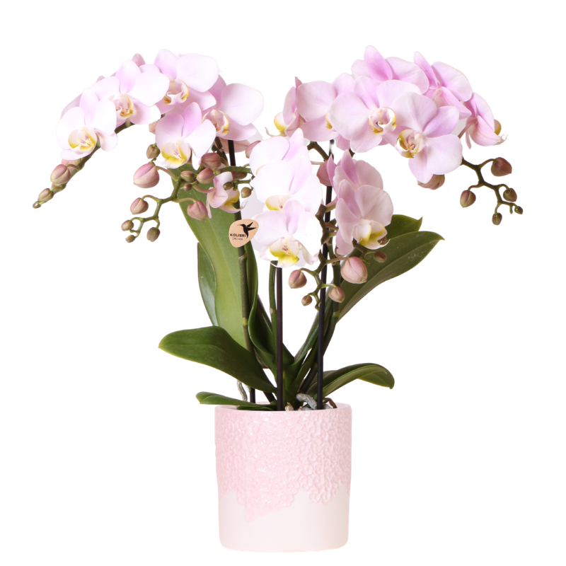 Kolibri Orchids | Roze orchidee Portugal + Bloom sierpot - potmaat Ø9cm | bloeiende kamerplant - vers van de kweker