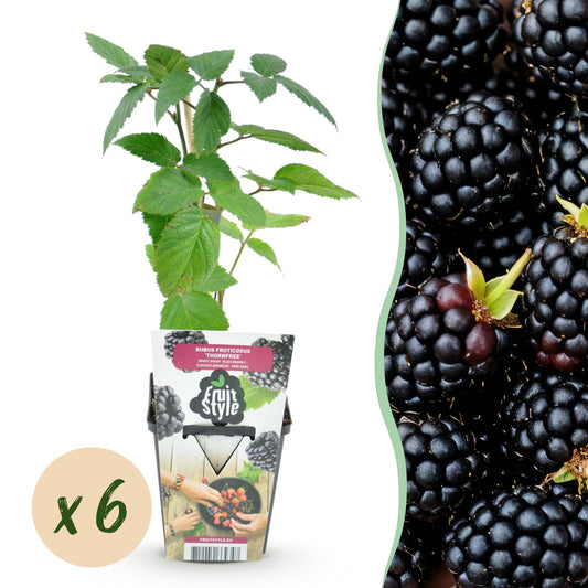 Fruit Plants - Thornless Blackberry - Rubus Thornfree - Hardy - 6 Plants - 9 cm Pot - Black Blackberry