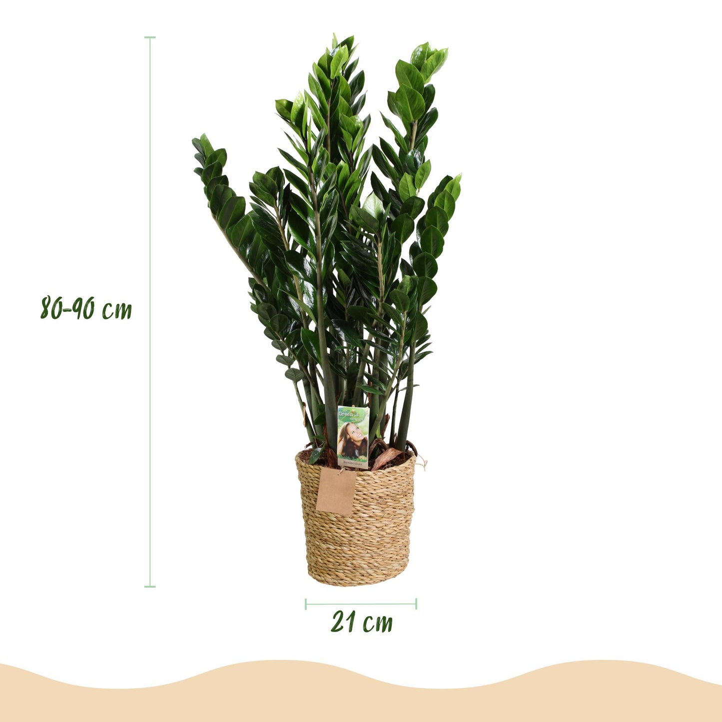 Green boutiQ - Houseplants - Zamioculcas - ZZ plant - Low maintenance - with basket - Green - 1 Plant - Pot 21cm - Height 80-90cm