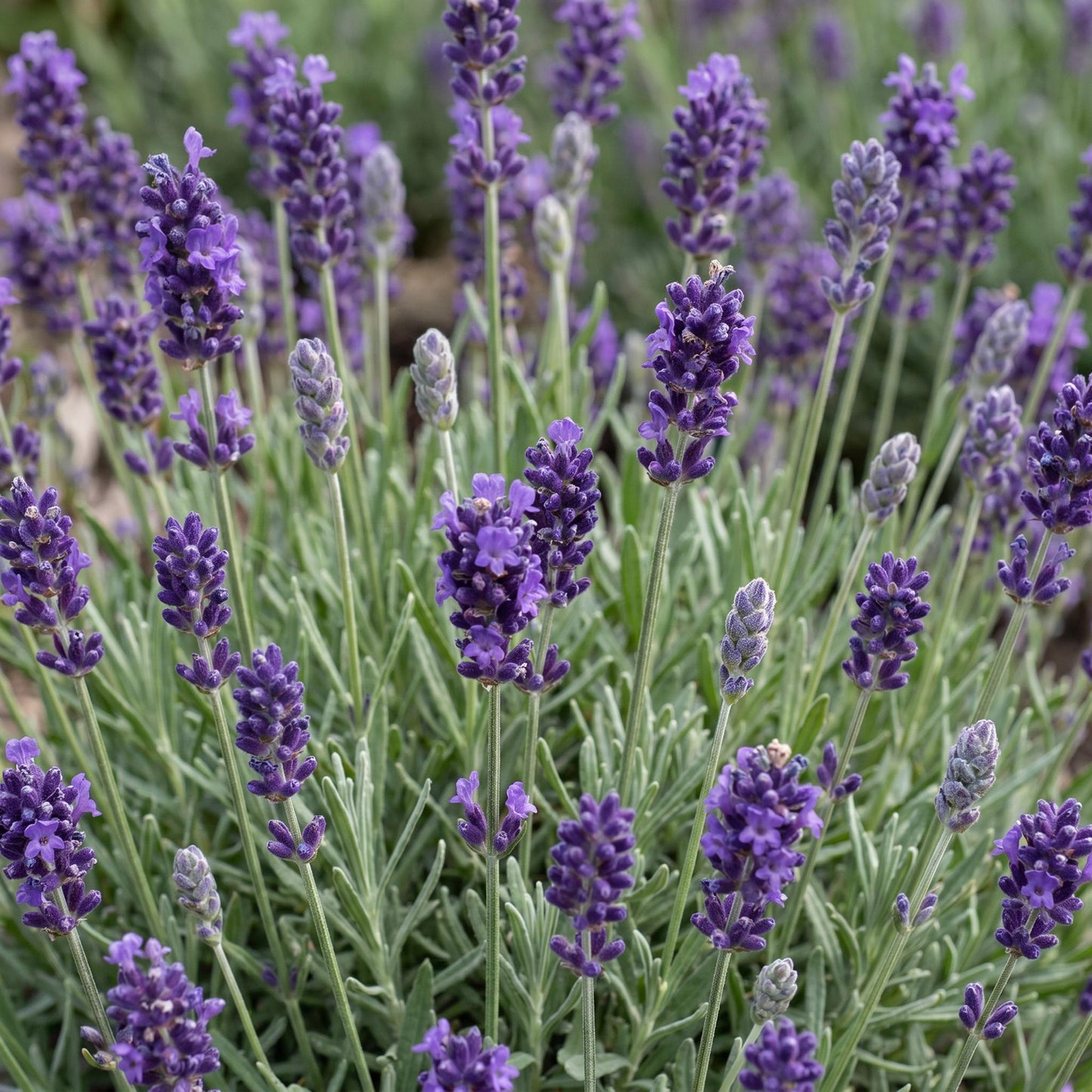 Vasteplant - Lavandula ang. Munstead - Lavendel - Geurend - Paars - 24 Planten - Pot 11cm - Hoogte 15-25cm