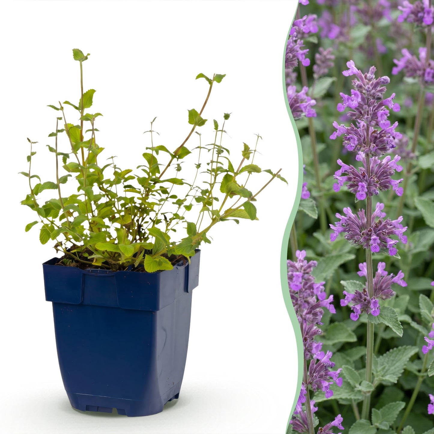 Perennial - Nepeta rac. Grog - Catmint - Bee and butterfly attractant - Blue - 1 Plant - Pot 11cm - Height 15-25cm