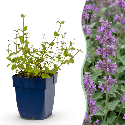 Vasteplant - Nepeta rac. Grog - Kattenkruid - Bijen- en vlinderlokkers - Blauw - 1 Plant - Pot 11cm - Hoogte 15-25cm