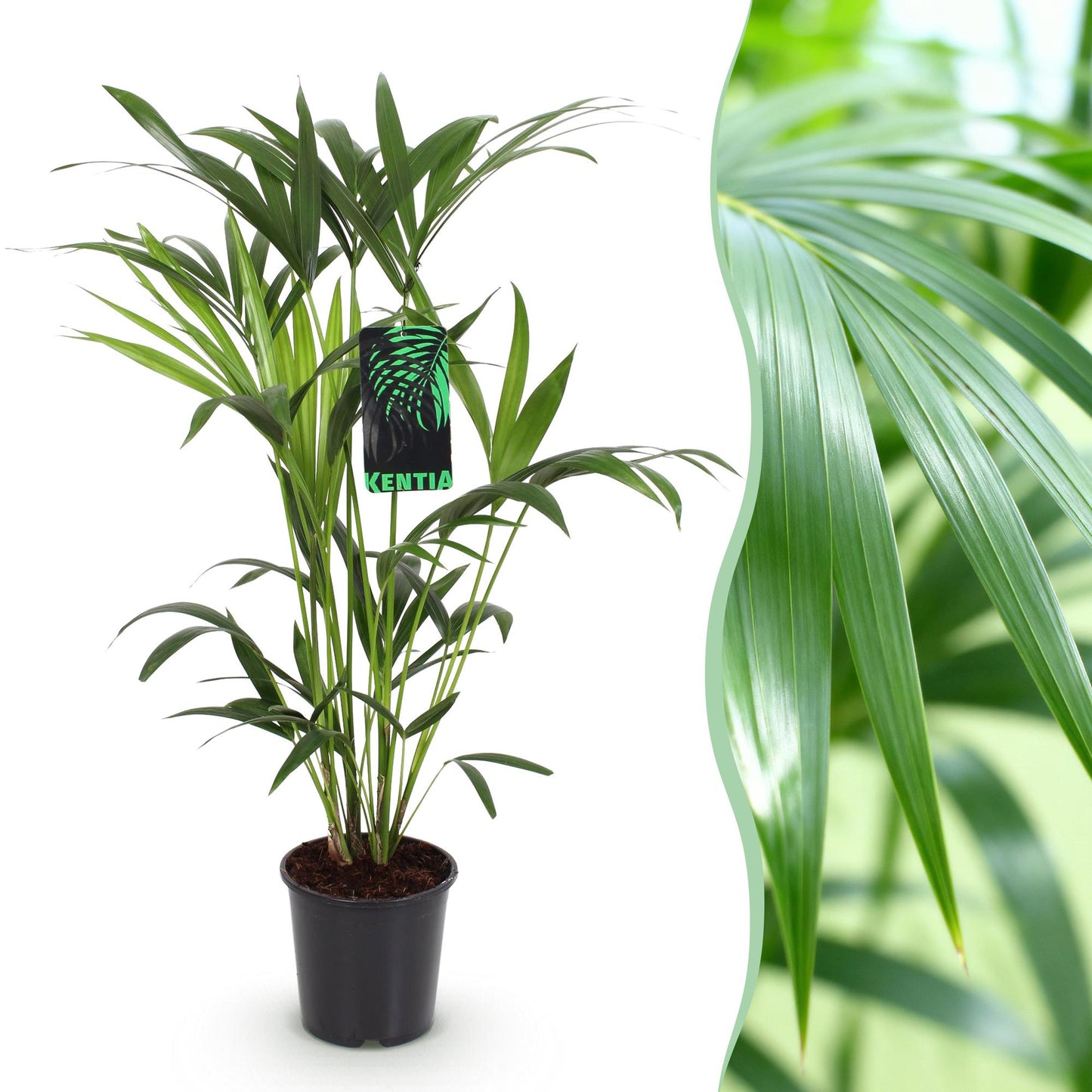 Green boutiQ - Houseplant - Howea Forsteriana - Kentia Palm - Low Maintenance - Green - 1 plant - Pot 19cm - Height 80-85cm