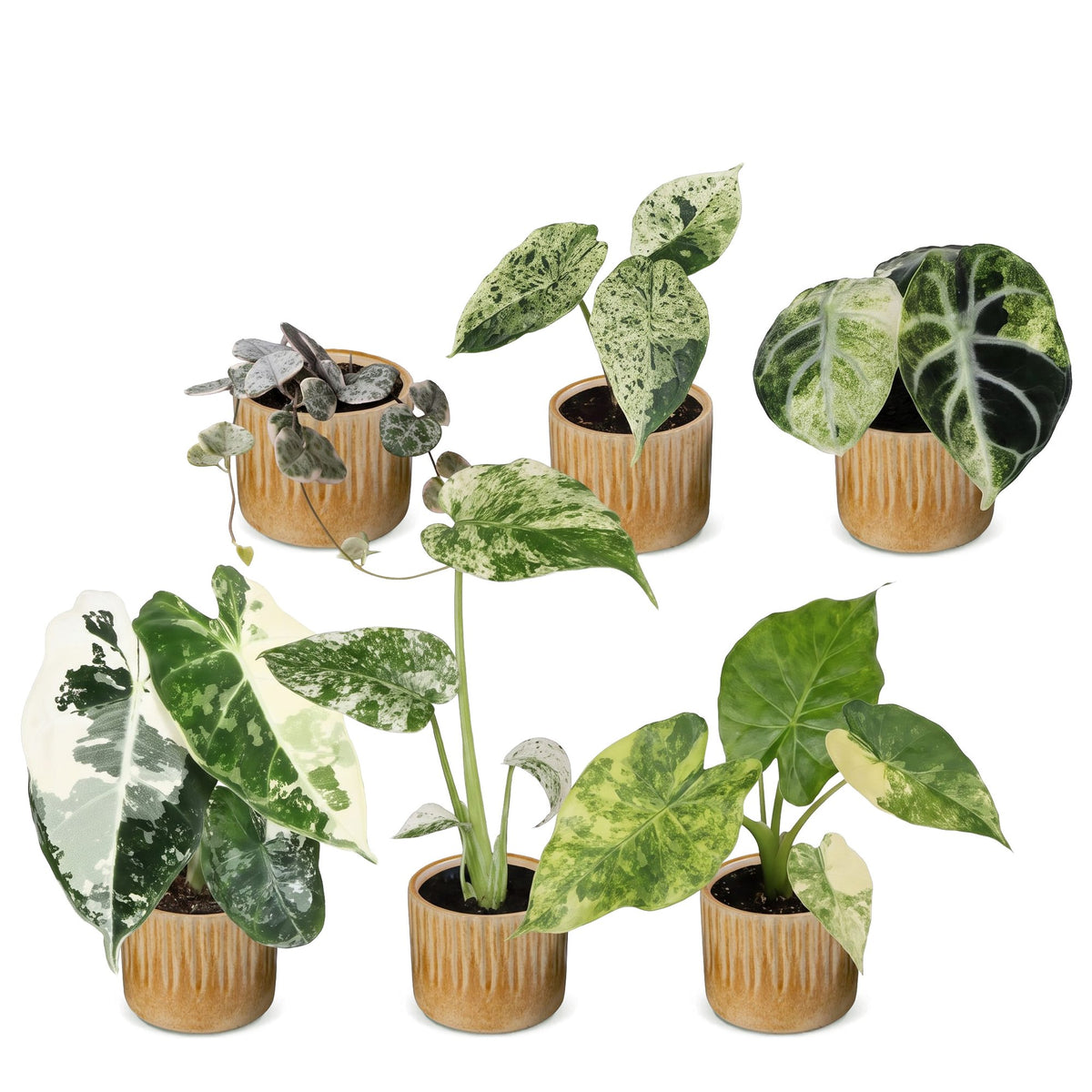 6x Baby Variegata Mix - Assorted - Tropical - incl. Linnea Honey - Ø6cm - ↕10-15cm