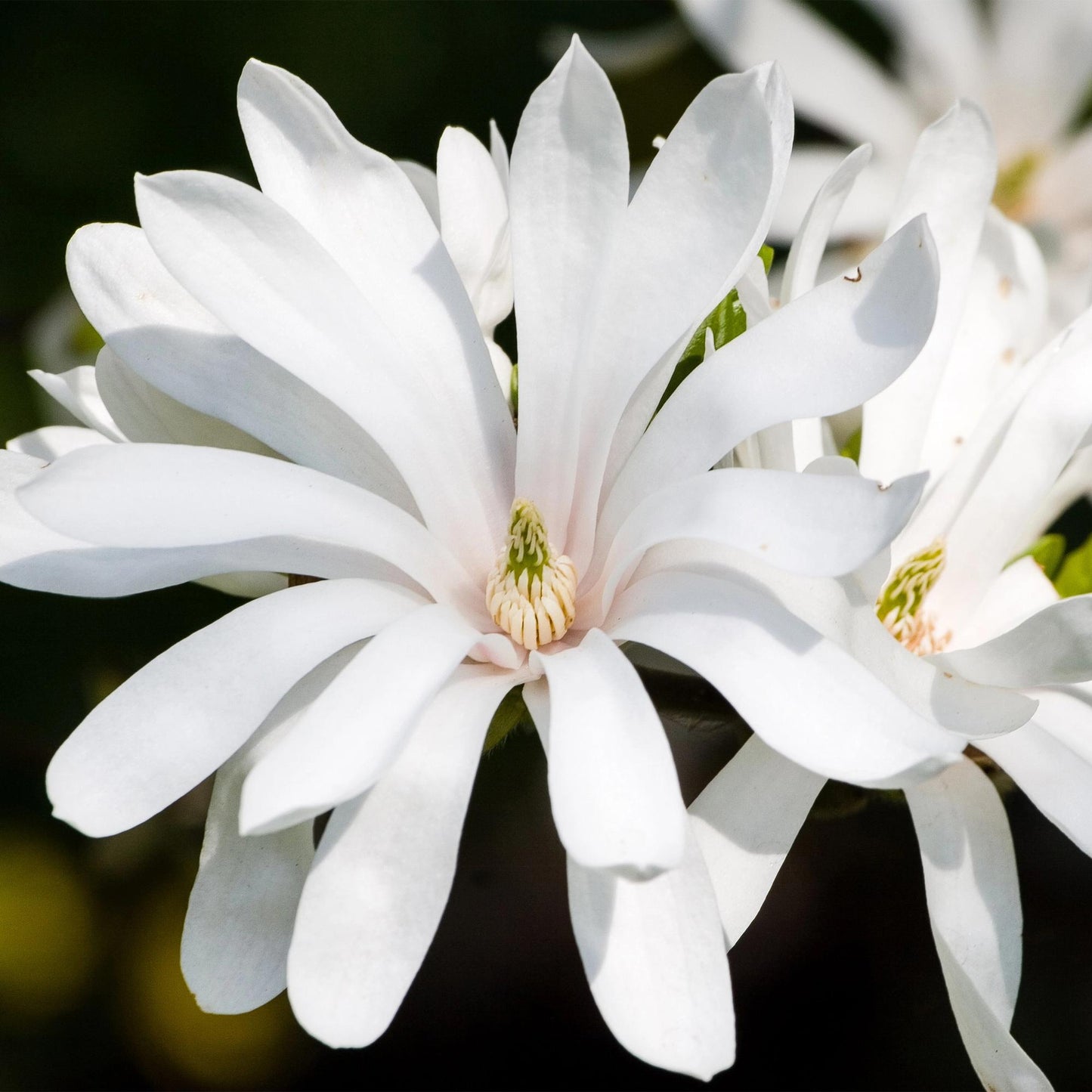 Garden Plant - Magnolia stellata Royal Star - White Flower - 1 Plant - Deciduous - Low Maintenance - Pot 12cm Height 30cm