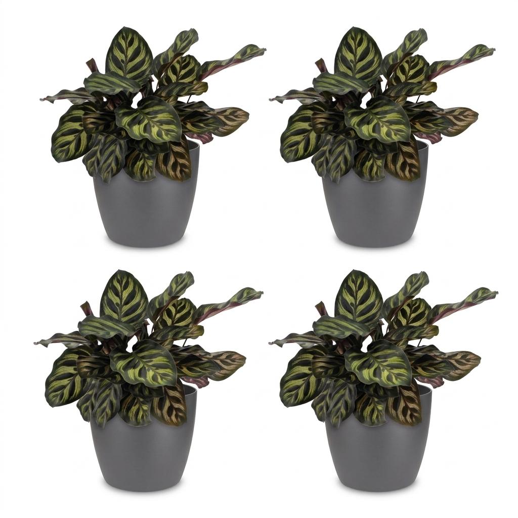 Green boutiQ - Calathea Makoyana - Peacock Plant - 4 Plants - with Potter Grijs - Pot 12cm - Height - 25cm