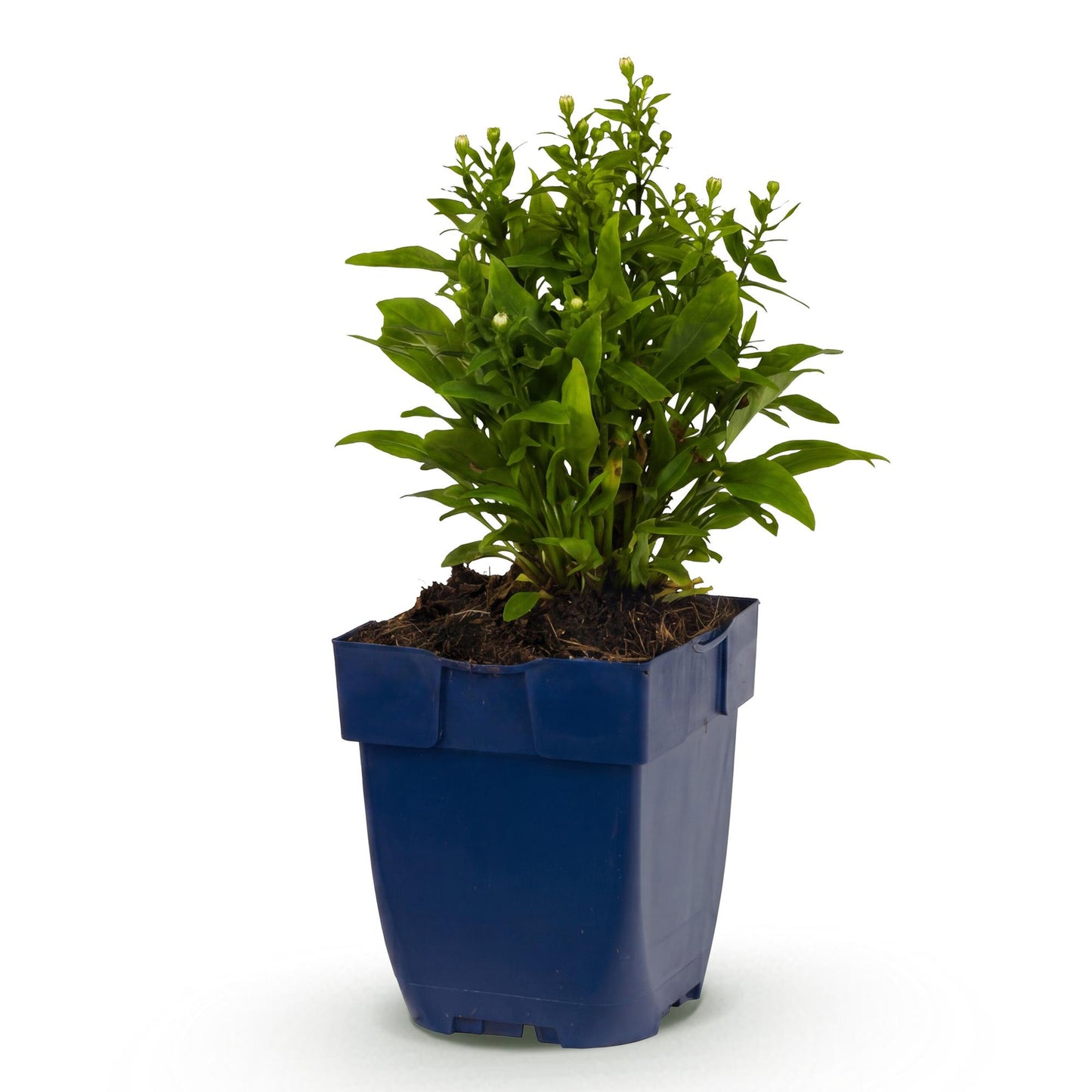 Perennial - Aster (D) Schneekissen - Sea Aster - Bee and Butterfly Attractor - White - 1 Plant - Pot 11cm - Height 15-25cm
