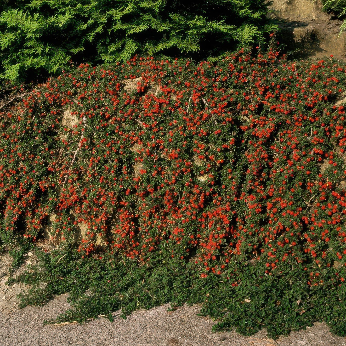 6x Cotoneaster pr. 'Regina dei tappeti' - ↕10-25cm - Ø9cm