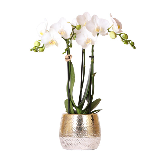 Orchidee colibrì | Orchidea Phalaenopsis bianca – Amabilis + Elite vaso oro – dimensioni vaso Ø9cm – altezza 40cm | pianta d'appartamento fiorita in vaso da fiori - fresca dal coltivatore