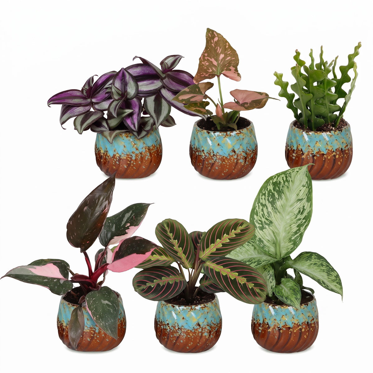 6x Baby Plants Surprise Box - Verrassingsbox kleine planten - Diversen - Tropisch - incl. Copper Reef - Ø6cm - ↕5-15cm