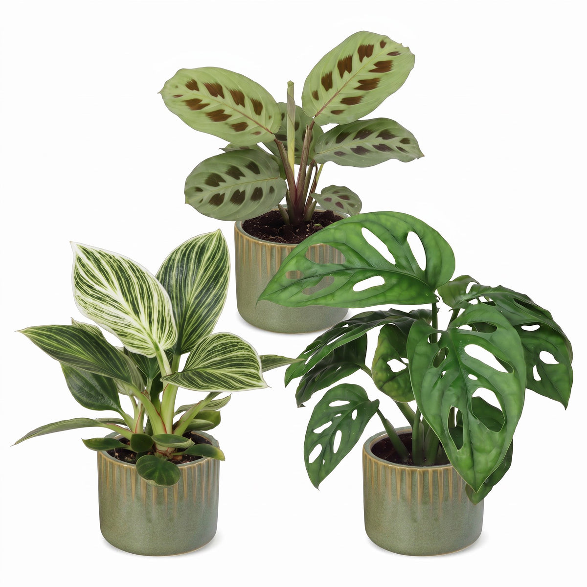 3x Baby Plants Surprise Box - Verrassingsbox kleine planten - Diversen - Tropisch - incl. Linnea Olive - Ø6cm - ↕5-15cm