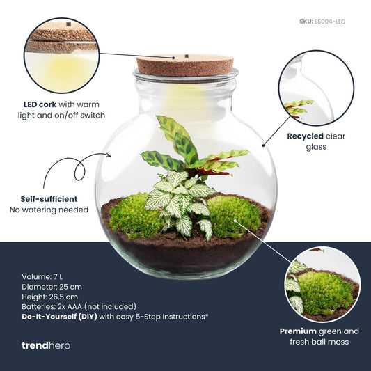 DIY Plant terrarium (with light) - Teddy - Ø 25 cm ↑ 26.5 cm - With LED cork