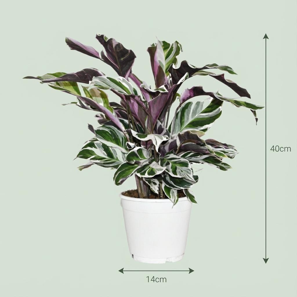 Calathea Fusion White - Ø 14 cm - Altezza: 35 - 40 cm