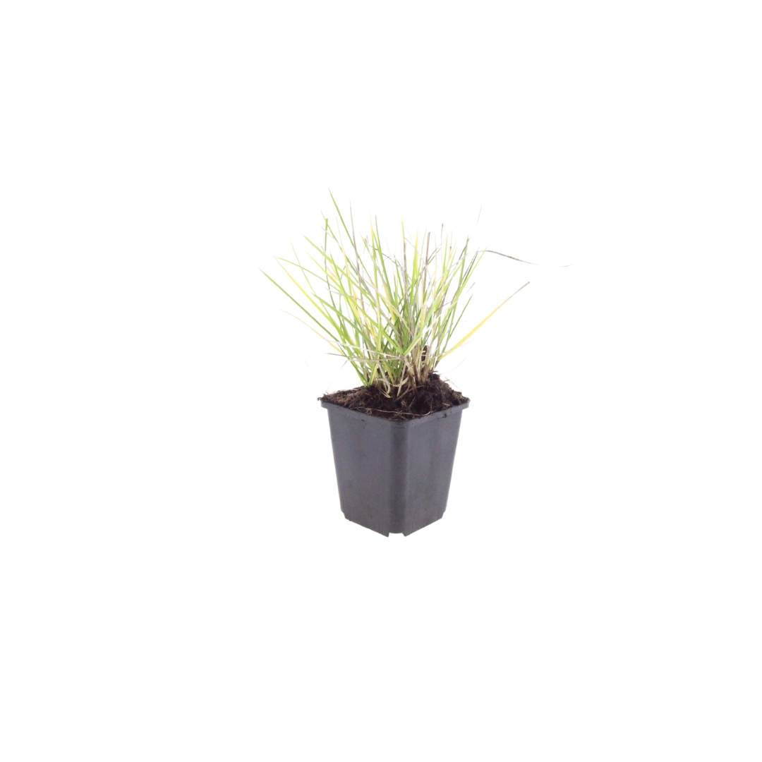 12x Autumn Moor Grass - ↕10-25cm - Ø9cm