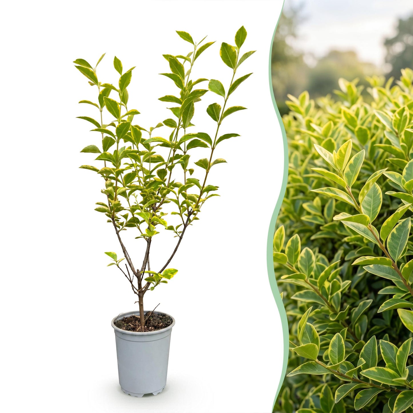 Green boutiQ - 40x Ligustrum ovalifolium Aureum - Variegated Privet - Hedge Plants - Evergreen - Variegated - Pot 9cm - Height 35-45cm