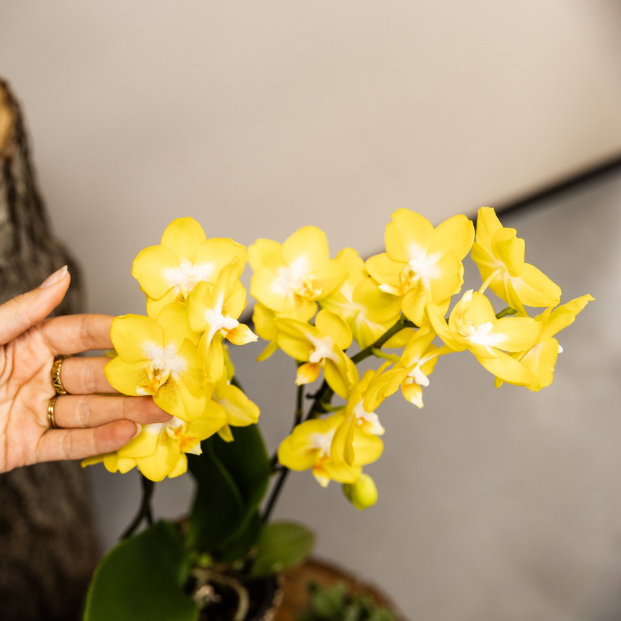 Kolibri Company | Set di piante Poppy White Yellow | Orchidee gialle Albenga incl. vasi decorativi in ceramica – diametro vaso Ø9 cm