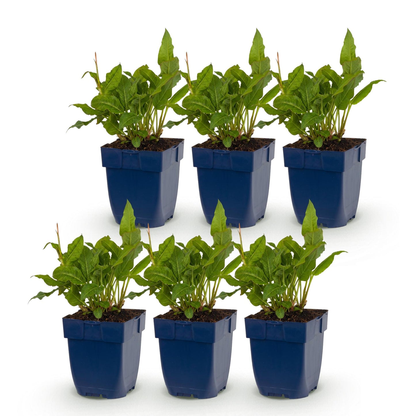 Vasteplant - Persicaria ampl. Rosea - Duizendknoop - Schaduw - Roze - 6 Planten - Pot 11cm - Hoogte 15-25cm
