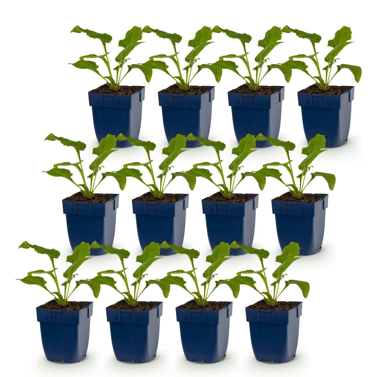 Perennial - Echinacea purp. Magnus - Coneflower - Bee and butterfly attractors - Pink - 12 Plants - Pot 11cm - Height 15-25cm