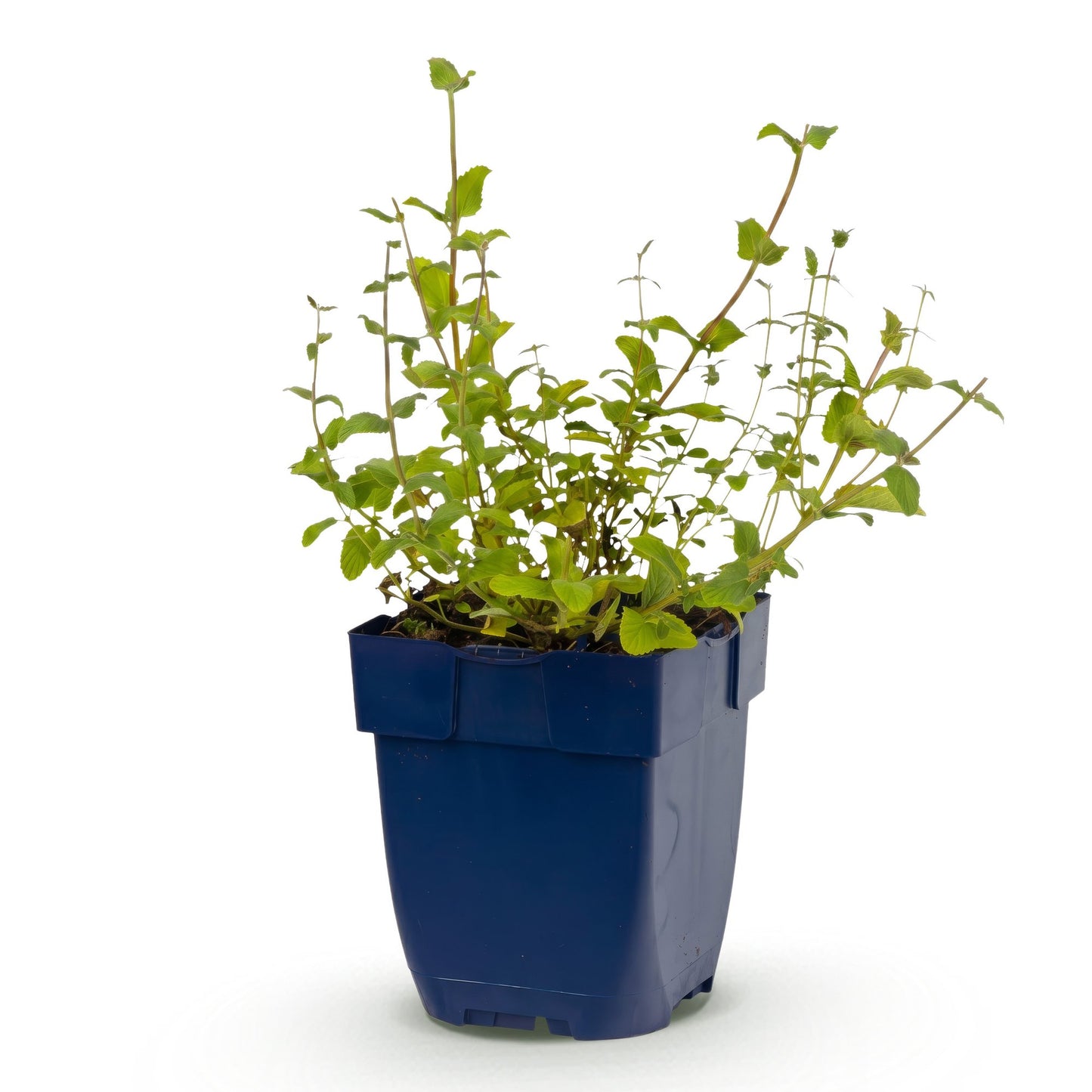 Perennial - Nepeta rac. Grog - Catmint - Bee and butterfly attractant - Blue - 1 Plant - Pot 11cm - Height 15-25cm