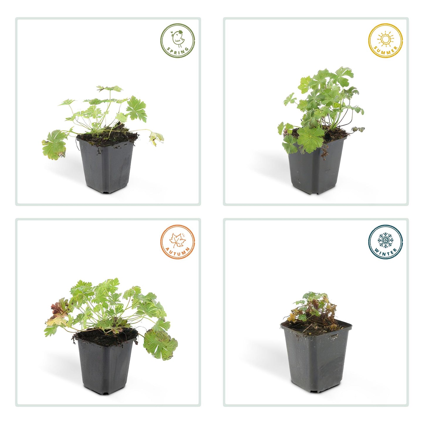 48x Geranium cant. 'Biokovo' - ↕10-25cm - Ø9cm