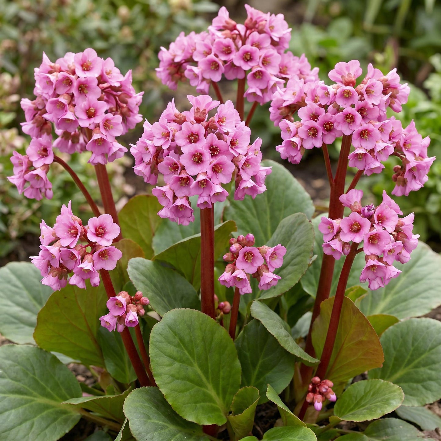 Pianta perenne - Bergenia cordifolia - Pianta della bergenia - Ombra - Rosa - 6 piante - Vaso 11 cm - Altezza 15-25 cm