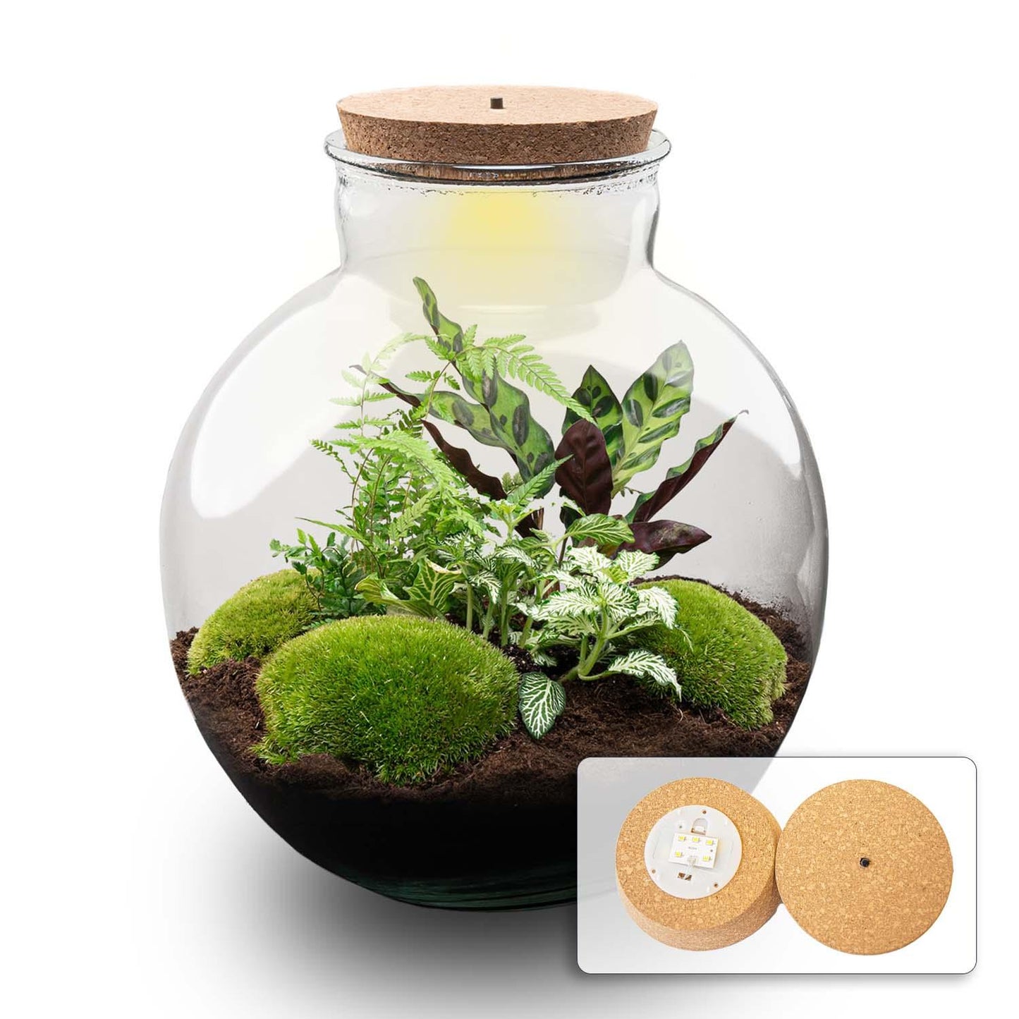 DIY Plant terrarium (with lighting) - Bolder Bob - Ø 31 cm ↑ 30 cm - With LED cork