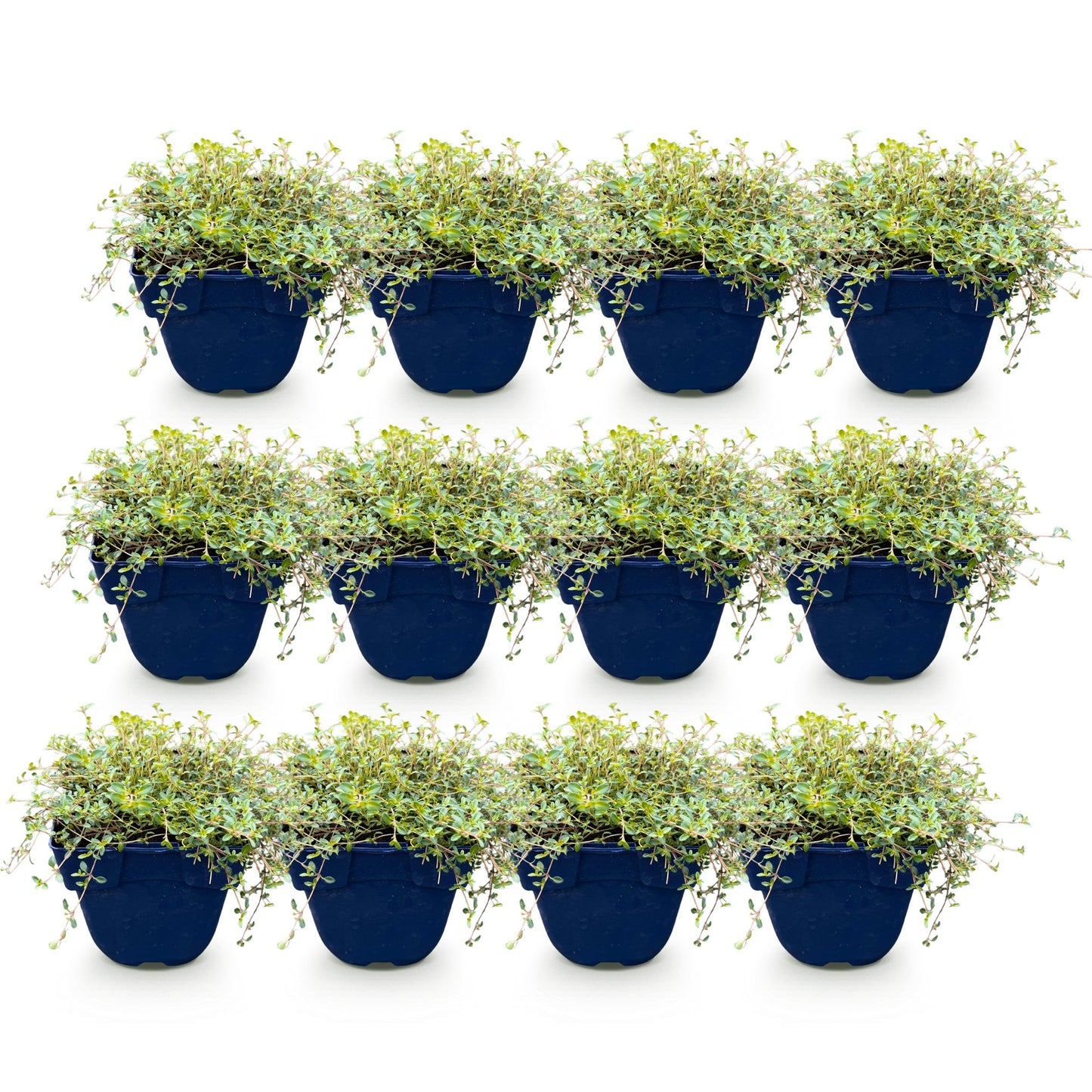 Vasteplant - Thymus citr. Sambesi - Citroentijm - Geurend - Geel - 12 Planten - Pot 11cm - Hoogte 15-25cm