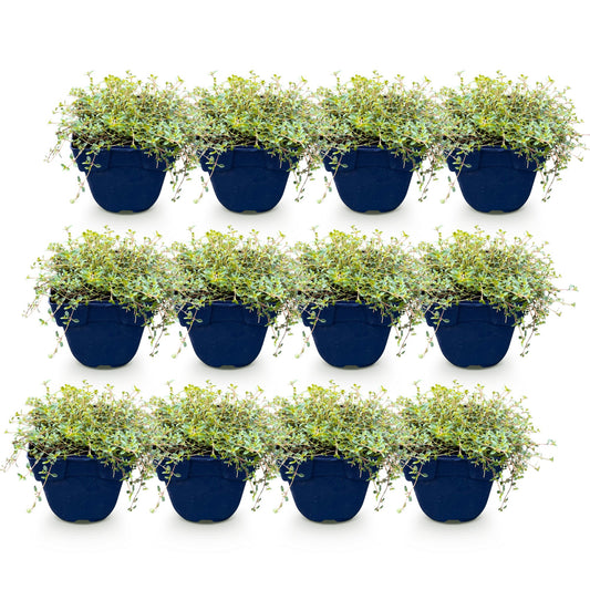 Vasteplant - Thymus citr. Sambesi - Citroentijm - Geurend - Geel - 12 Planten - Pot 11cm - Hoogte 15-25cm