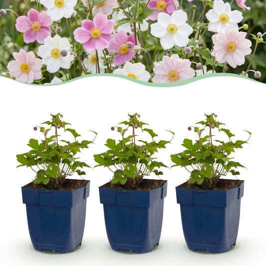 Perennial - Anemone Tricolour - Autumn Anemone - Shade - Dark Pink - Pink - White - 12 Plants - Pot 11cm - Height 15-25cm