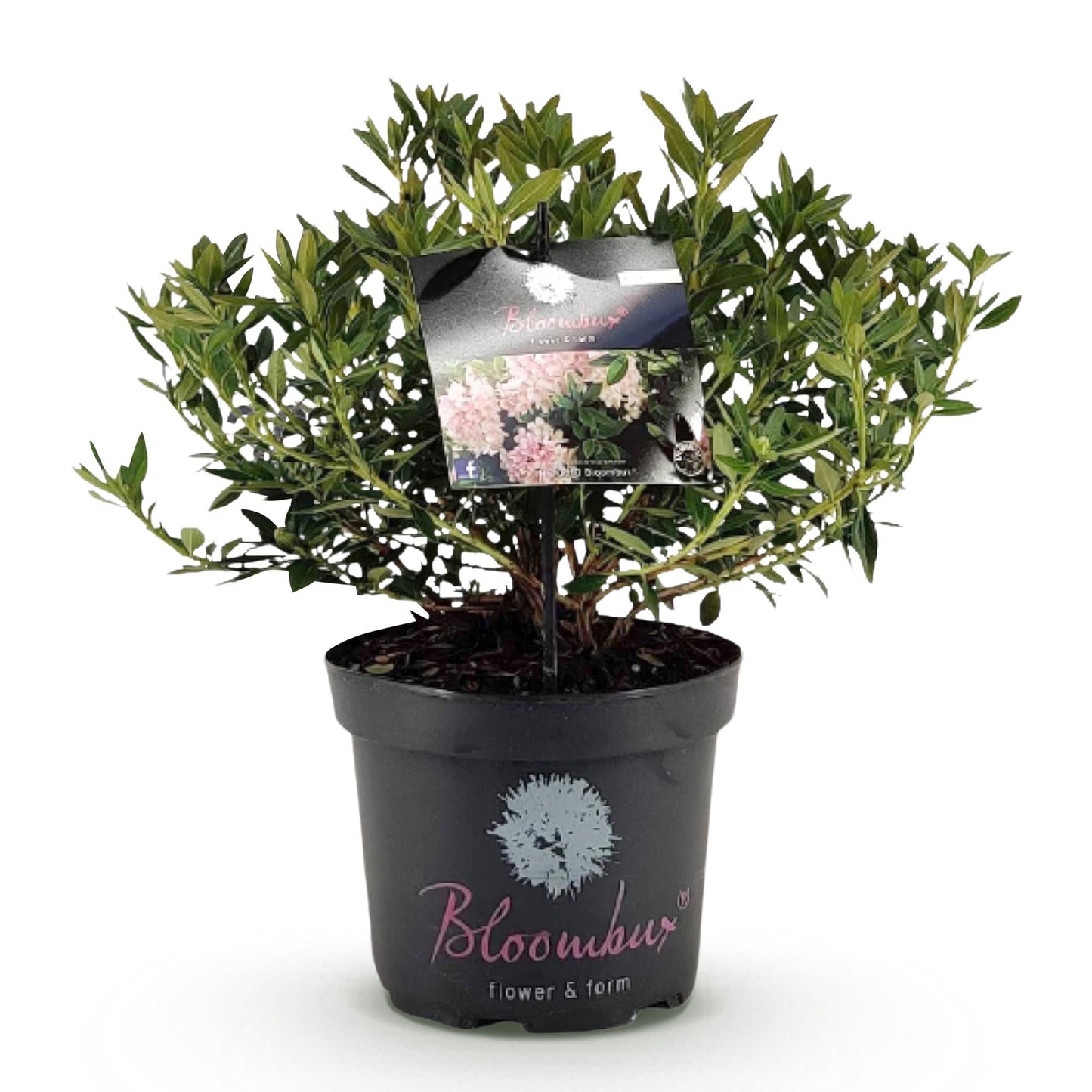 Green boutiQ - Dwarf Rhododendron - Rhododendron Bloombux Light Pink - Flowering Boxwood - Low Maintenance - Light Pink Flower - 1 Plant - Pot 23cm - Height 45-55cm