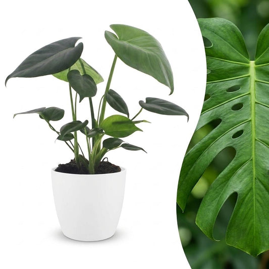 Monstera Deliciosa - Gatenplant - 1 Plant - met Potter Wit - Pot 12cm - Hoogte - 30cm