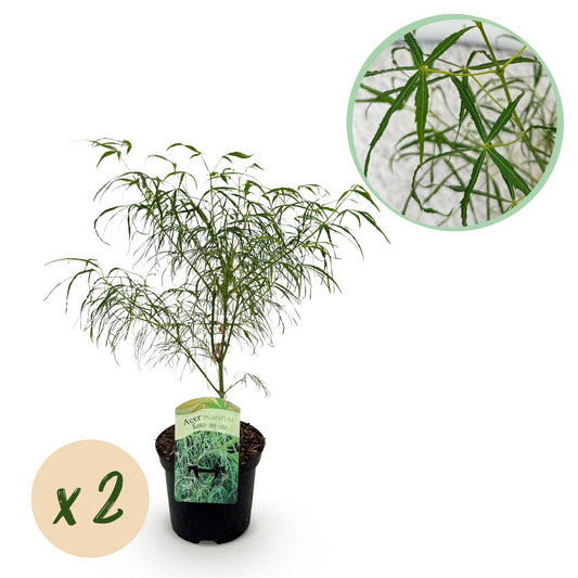 Green boutiQ - Pianta da patio - Acero giapponese - Acer palmatum Koto-no-ito - Verde - 2 piante - Decidua - Vaso 19 cm Altezza 70 cm