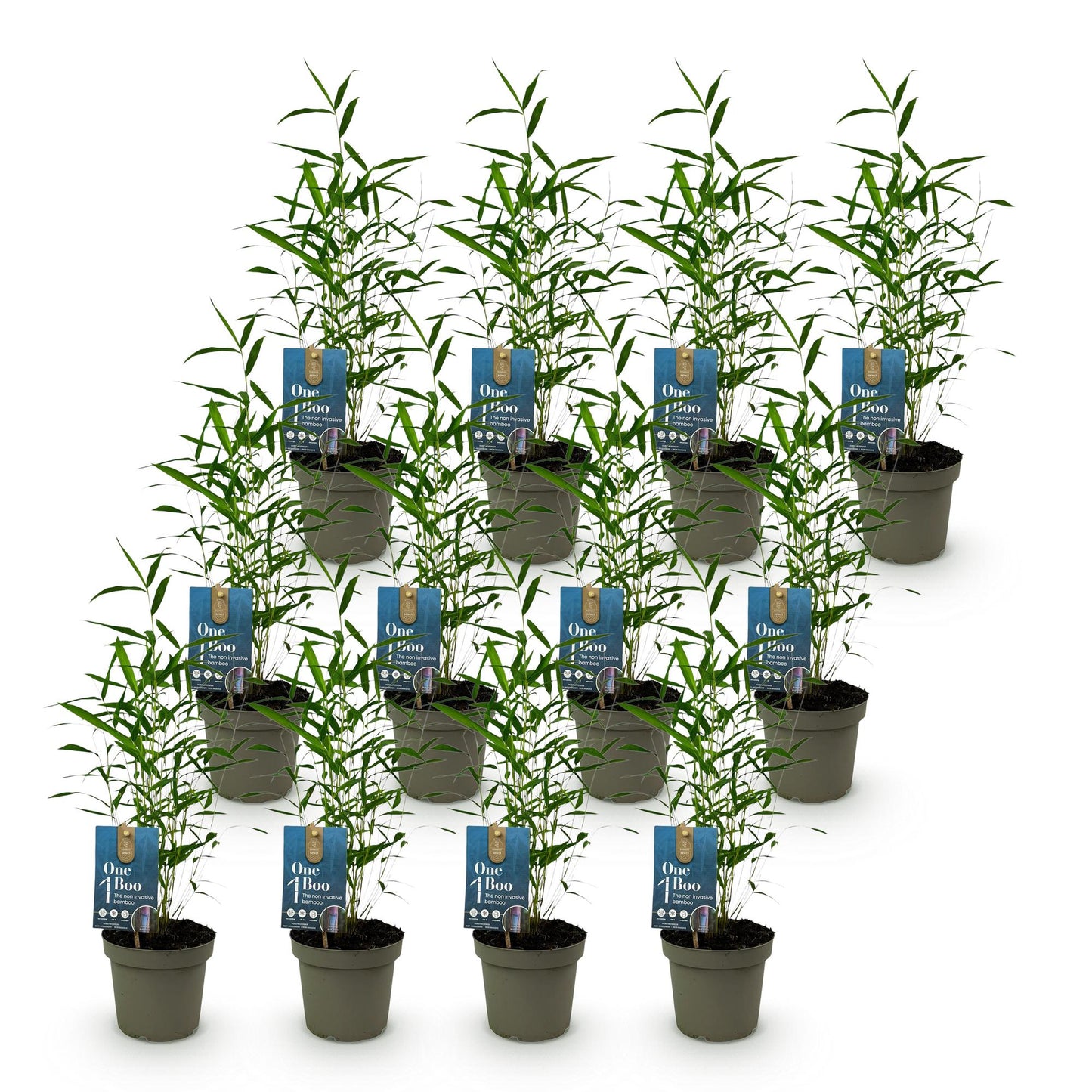 Green boutiQ - Bamboo - Fargesia Blue Dragon - Evergreen - Non-Invasive - Green - 12 Plants - Pot 14cm - Height 35cm