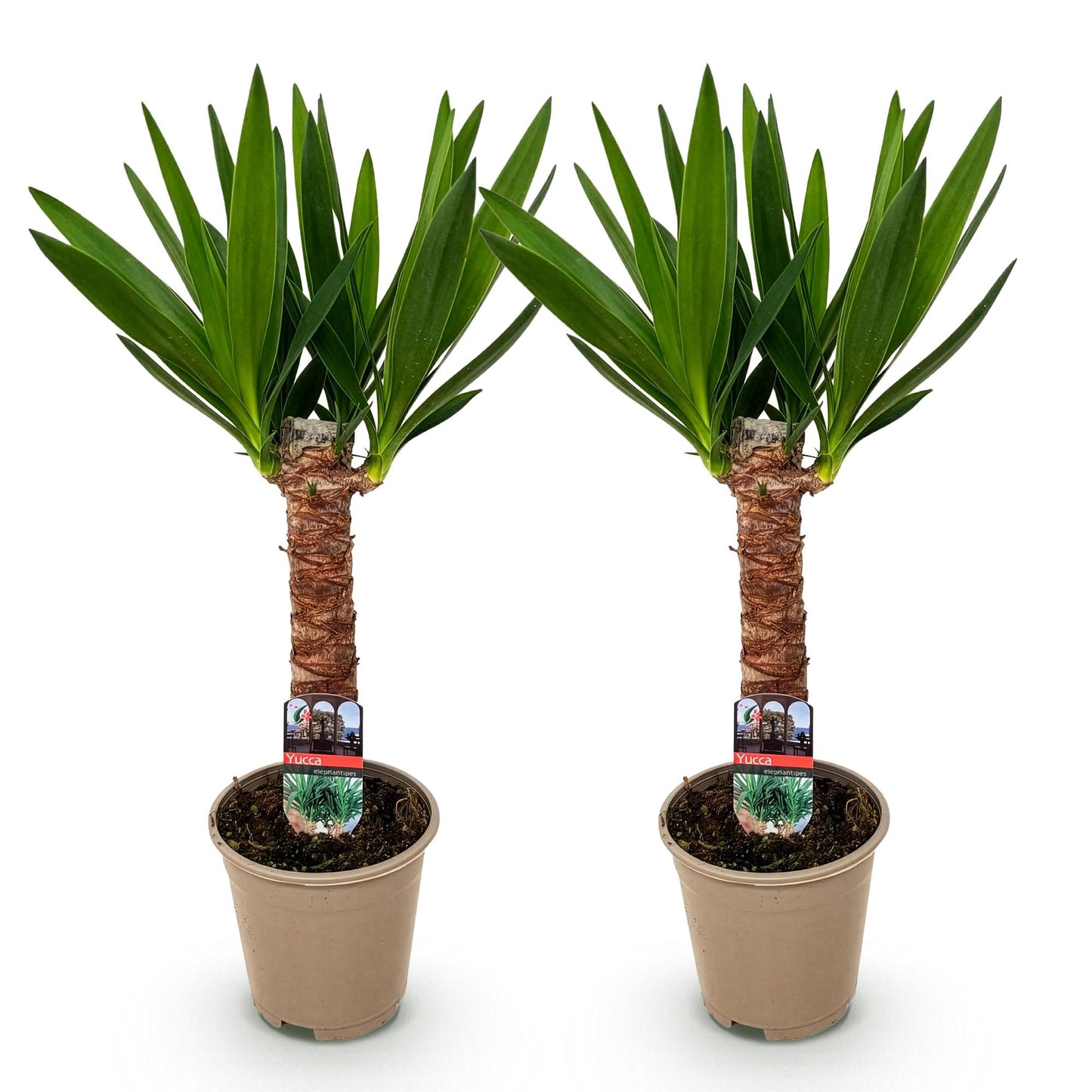 Houseplant - Yucca elephantipes - Yucca - Low maintenance - Green - 2 - Pot 14cm - Height 55cm