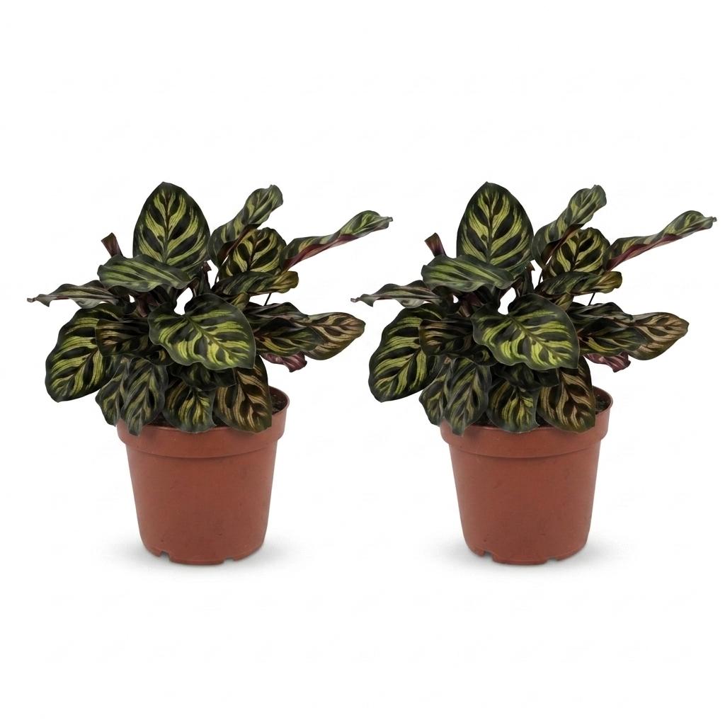 Calathea Makoyana - Pauwenplant - 2 Planten - Pot 12cm - Hoogte 25cm